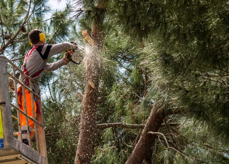 Comment abattre un arbre malade de manière sécurisée ?, Mouvaux, Arboréal Paysage