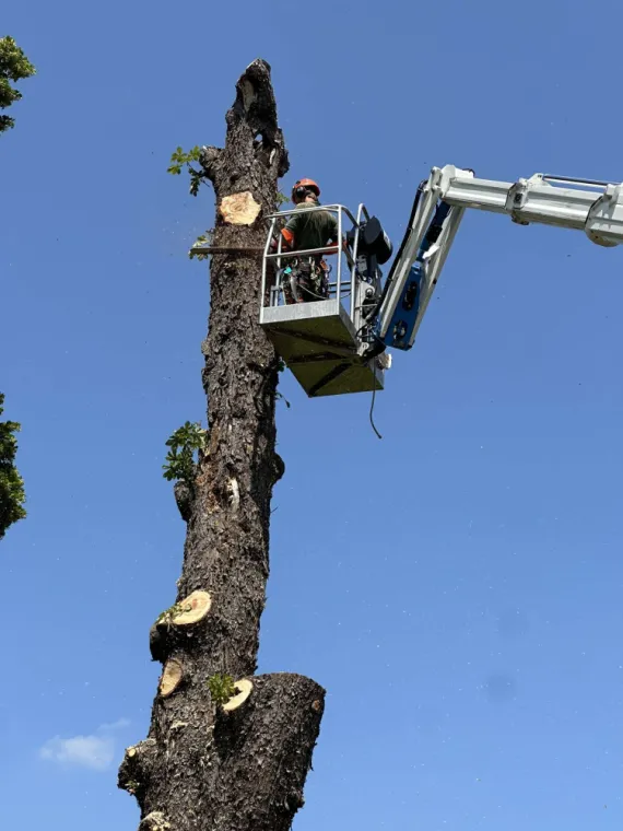 Comment abattre un arbre malade de manière sécurisée ?, Mouvaux, Arboréal