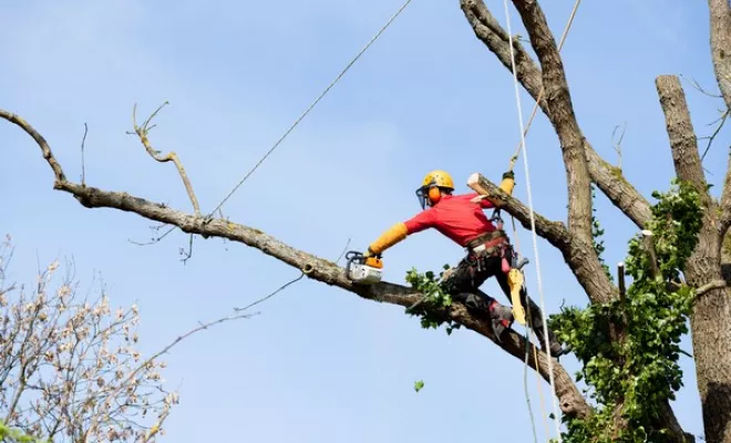 Élagage doux dans le respect de la santé de l’arbre, Mouvaux, Arboréal Paysage